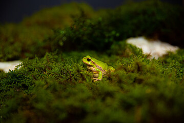 Green frog
