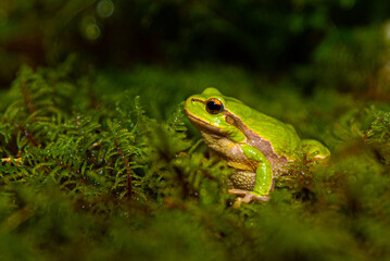Green frog