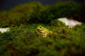 Green frog