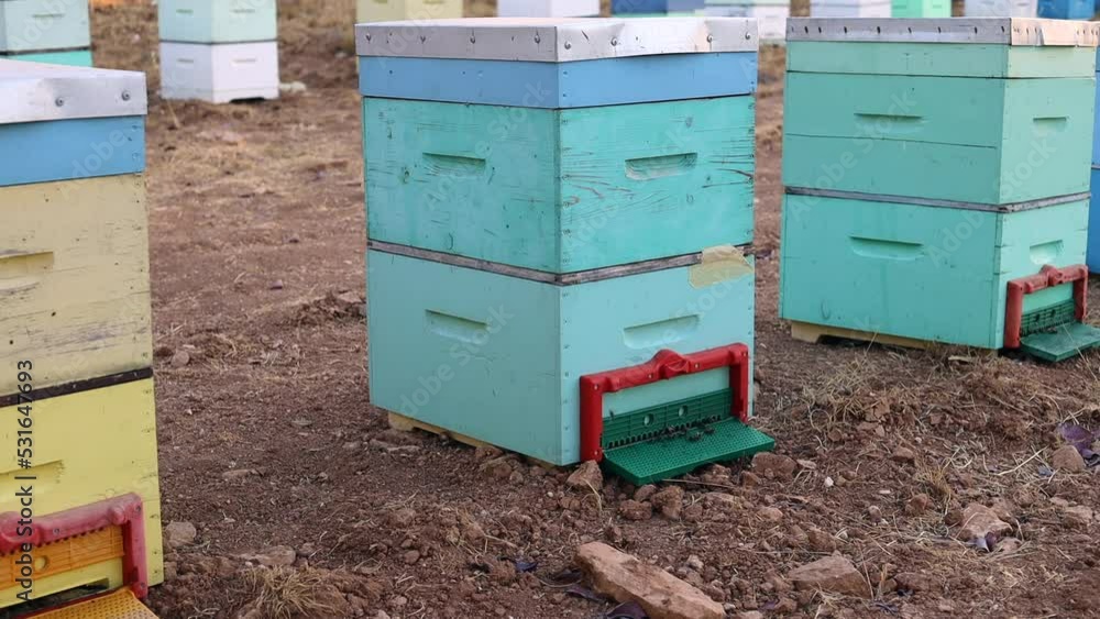 Poster static shot of active beehives with bees going in and out of the hive