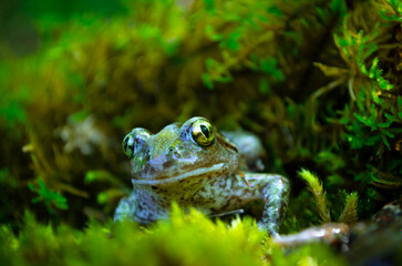 Green frog