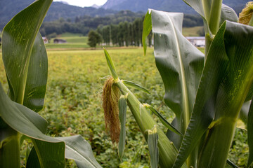 regnerisch sommerliche mais Kolben mit viele Mais Blättern beim eine grüne Wiese,im Hintergrund sind Wald und Berg