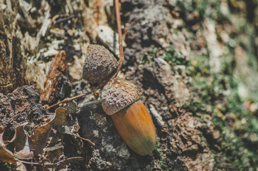 Acorn close up on tree trunk texture 