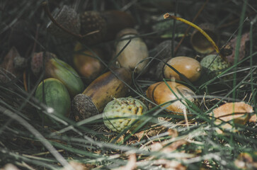 Moody close up of fallen acorns in forest grass