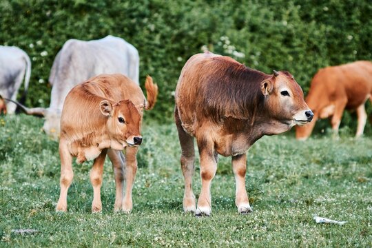 Parthenaise French cattle breed in a field