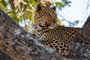 Leopard isolated on a branch in a tree resting during the heat of the African day