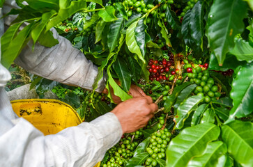 Farmer picking red coffee beans