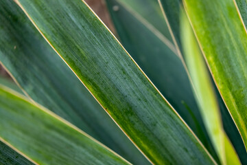Tekstura roślinna. Zieleń złota