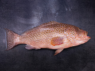 areolate grouper (Epinephelus areolatus),also known as the yellowspotted rockcod,areolate...