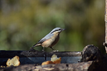 Aves, pájaros