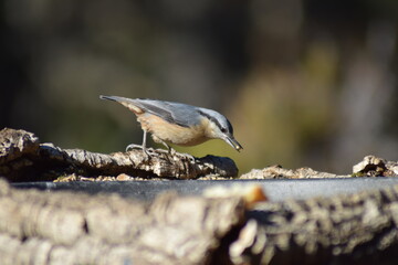 Aves, pájaros