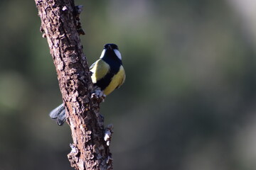 Aves, pájaros