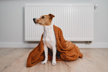 Dog freezing in living room in winter season, Pet sit near heating radiator under blanket to keep...