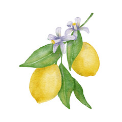 Lemon fruit with leaves and flower. Hand draw watercolor illustration isolated on white background