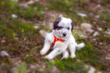 Cute white and black bulgarian shepherd dog puppy lying in the grass closeup portrait