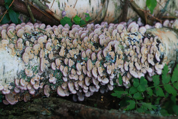wood fungi parasites background, medicine forest wildlife