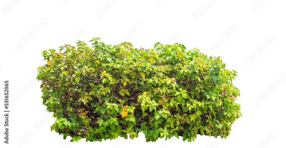 Poster shrubs isolated on white background with clipping path and alpha channel