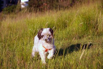 Cute white and black bulgarian shepherd dog puppy running in green grass
