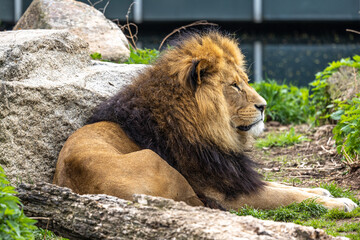 The lion, Panthera leo is one of the four big cats in the genus Panthera