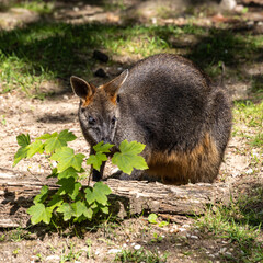 Swamp Wallaby, Wallabia bicolor, is one of the smaller kangaroos