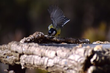 Aves, p&aacute;jaros