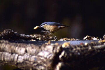 Aves, p&aacute;jaros