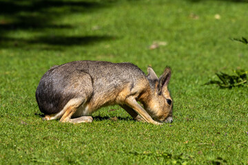 Patagonian Mara, Dolichotis patagonum are large relatives of guinea pigs