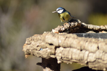 Aves, p&aacute;jaros