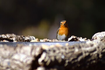 Aves, p&aacute;jaros