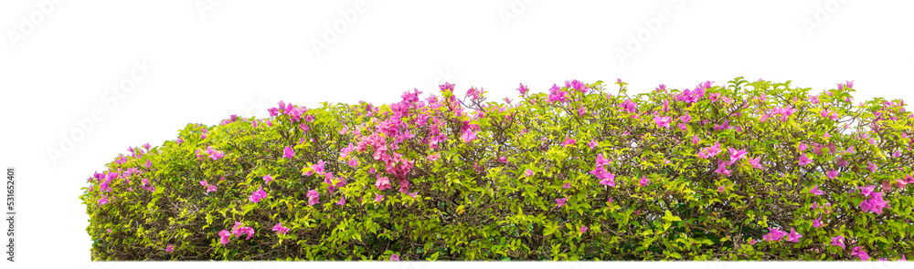 Poster Shrubs isolated on transparent background with clipping path and alpha channel on black background