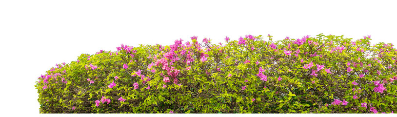 Shrubs isolated on transparent background with clipping path and alpha channel on black background