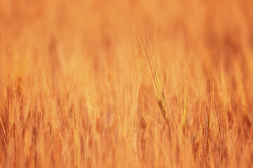crisis harvesting grain spikelets sun sunset background