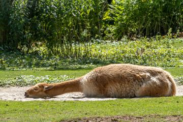 Vicunas, Vicugna Vicugna, relatives of the llama in a German park