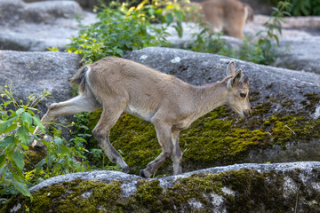 Male mountain ibex or capra ibex on a rock living in the European alps