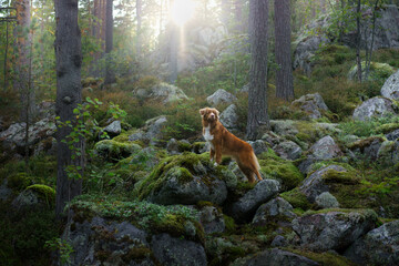 the dog stands on the stones against the background of trees. Red Nova Scotia duck retriever, Toller in the forest