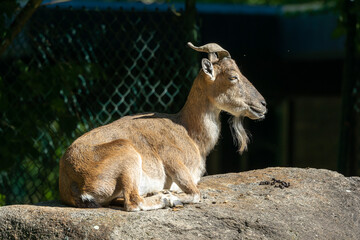 Turkmenian markhor, Capra falconeri heptneri living on the rocks