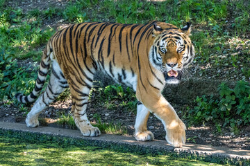 The Siberian tiger,Panthera tigris altaica in a park
