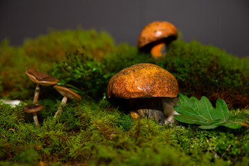 Mushrooms