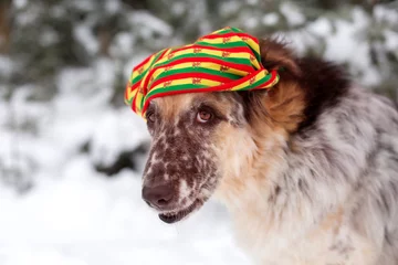 Fotobehang Big dog wearing colorful hat with sly face in snow forest outdoors © Nataliya