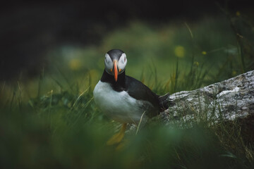 atlantic puffin or common puffin
