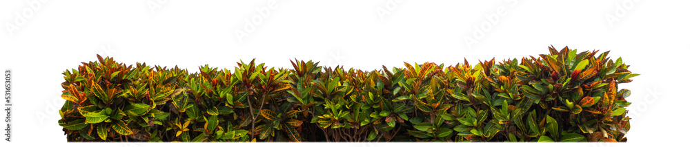 Poster shrubs isolated on transparent background with clipping path and alpha channel