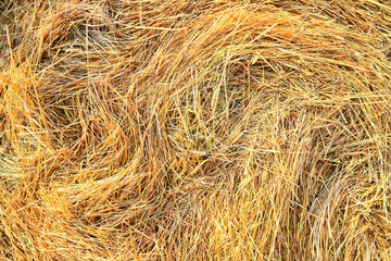 straw background abstract texture grass dry
