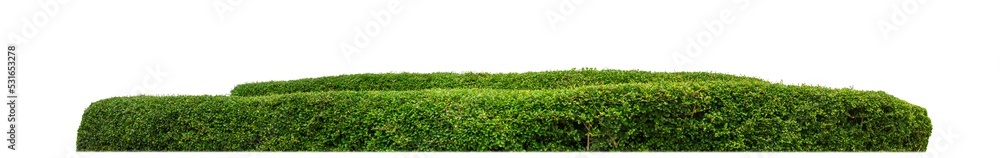 Aufkleber Shrubs isolated on transparent background with clipping path and alpha channel