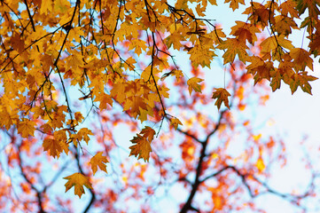 Autumn leaves on the sky
