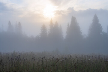 Morning fog over the clearing and forest. Beautiful summer foggy landscape. Trees in the fog at sunrise. Summer nature in the countryside. Scenic misty rural scape. Natural background. Soft focus.