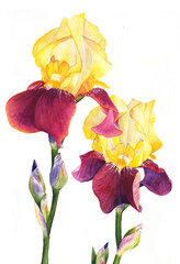 Red Yellow Iris