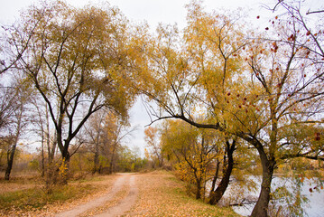 Fototapeta na wymiar Autumn leaves on the tree. Season of colorful foliage. 