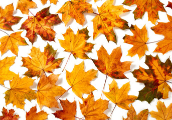 Naklejka na ściany i meble Orange maple leaves background