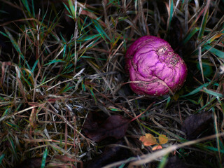 Purple rotten apple in grass. The edition of colors give a supernatural and disturbing aspect.