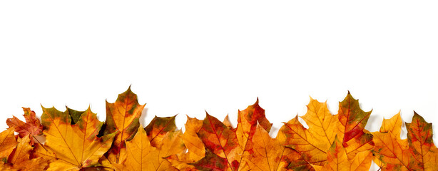 Autumn leaves on white background